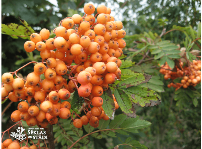 Sorbus   'Coral Beauty'